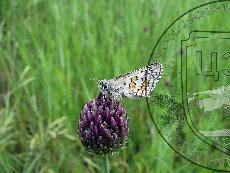 Толстоголовка сиды 001